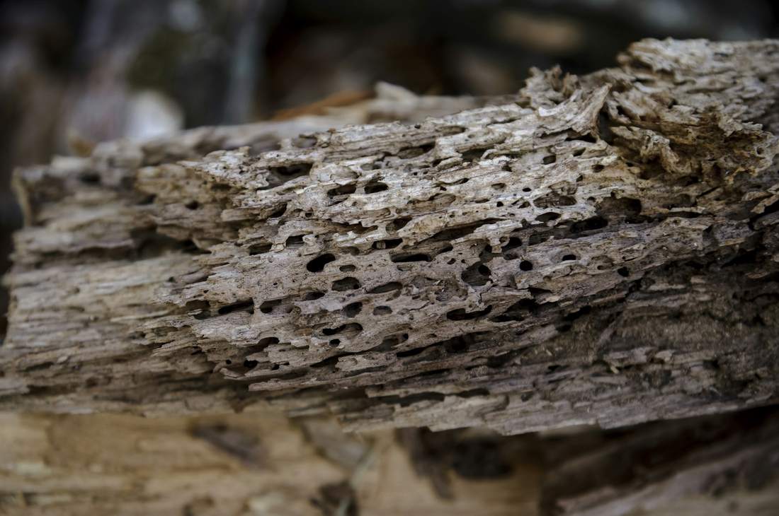 Pièce de bois criblée de trous d'insectes, vue de près