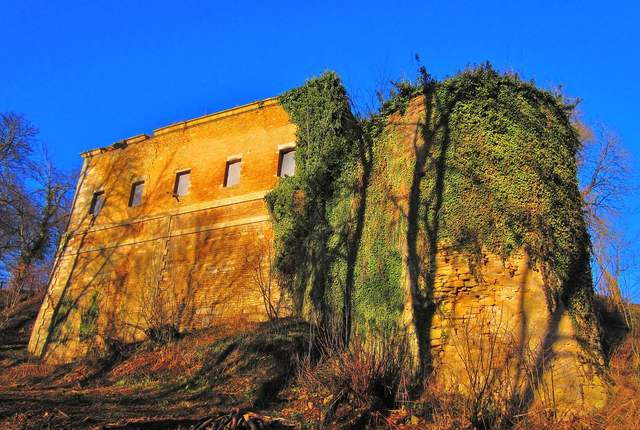 Ruines du château d'Ottange, mur en pierre ocre couvert de végétation